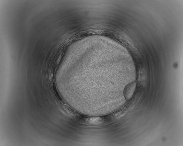 X0000097950173200804071014