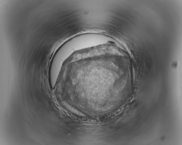 X0000097950337200804071010