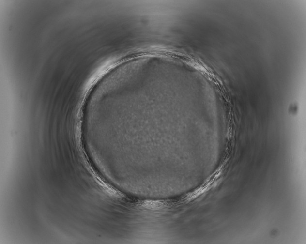 X0000097950341200804071010