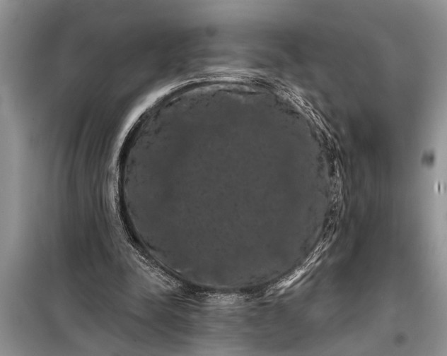 X0000097950342200804071010