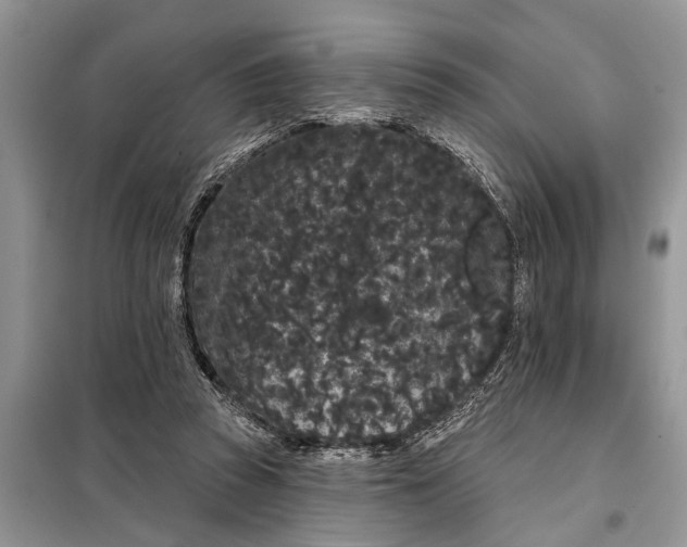 X0000097950353200804071011