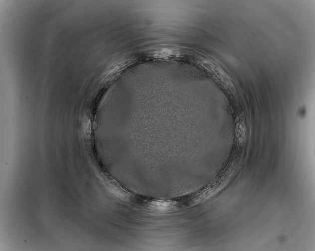 X0000097950375200804071011