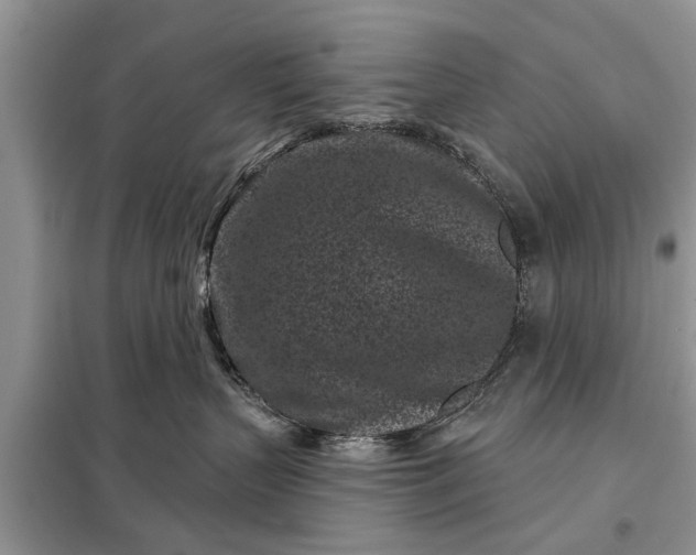X0000097950383200804071011