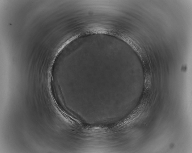 X0000097950390200804071010