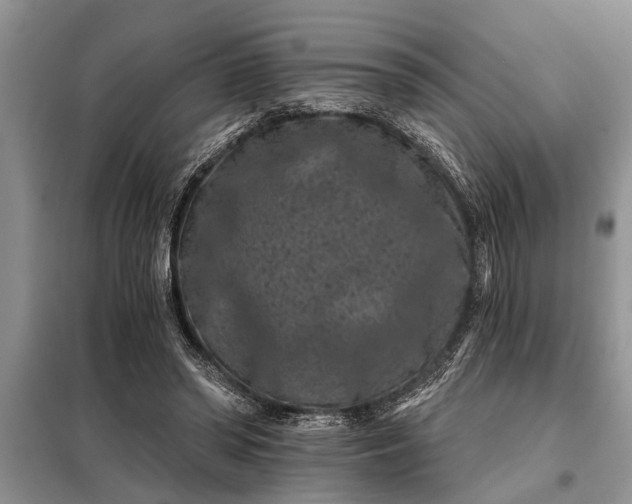 X0000097950398200804071010