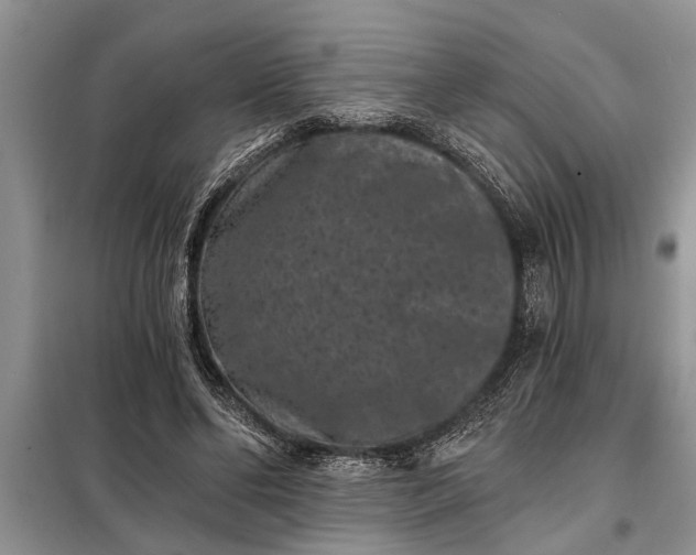 X0000097950494200804071009