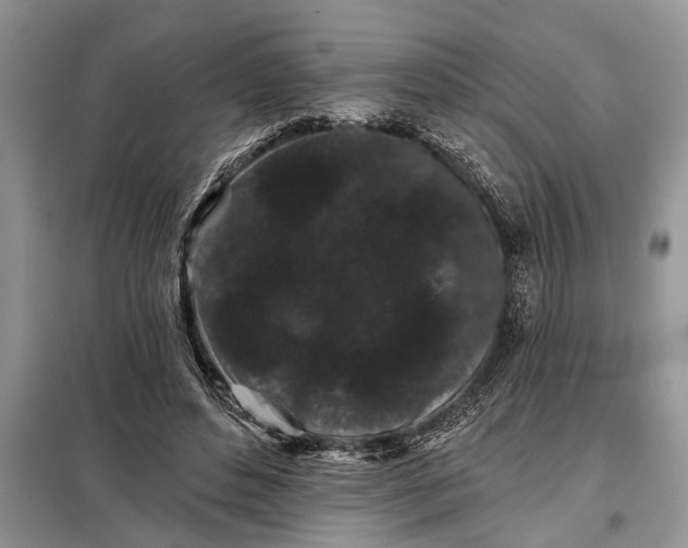 X0000097950496200804071008