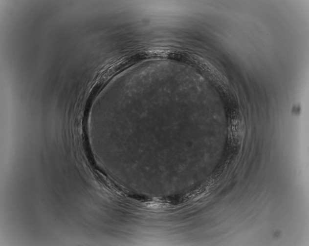 X0000097950504200804071008