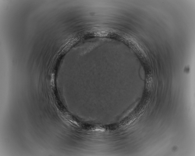 X0000097950598200804071007