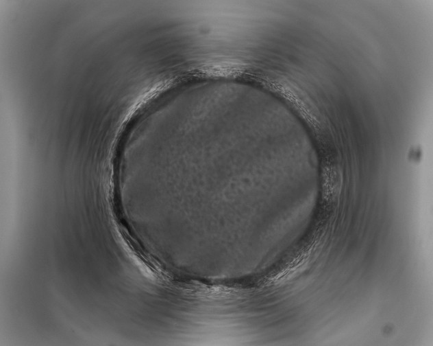 X0000097950634200804071006