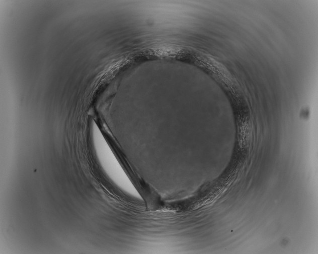 X0000097950644200804071006