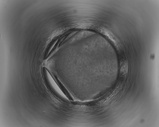 X0000097950685200804071005