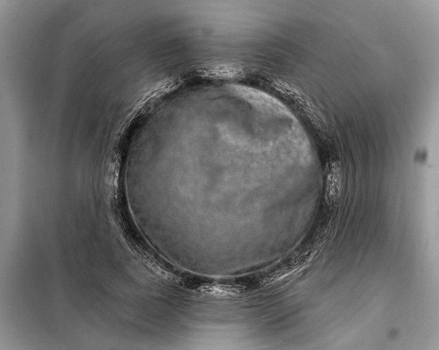 X0000097950739200804071004