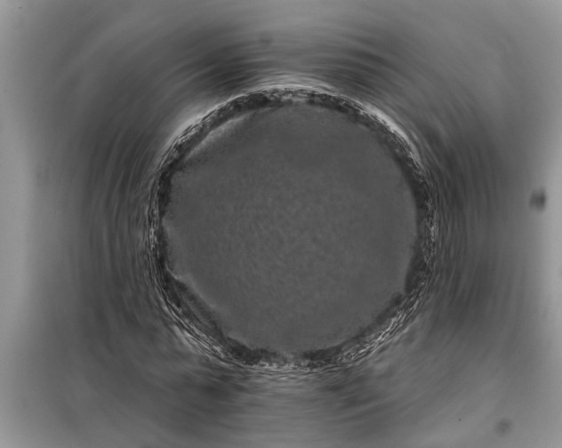 X0000097950775200804071004