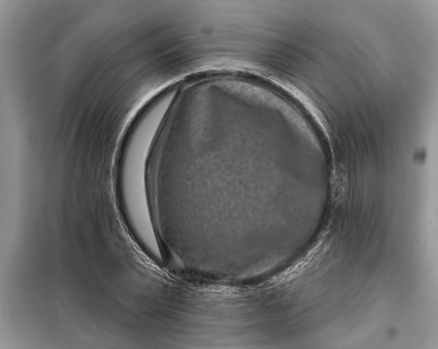 X0000097950783200804071003
