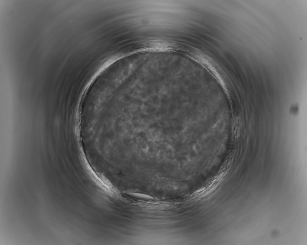 X0000097950851200804071003