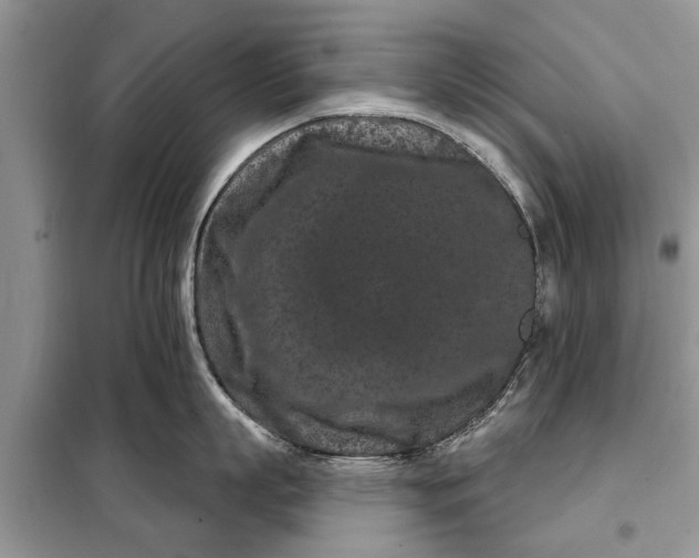 X0000097950863200804071003