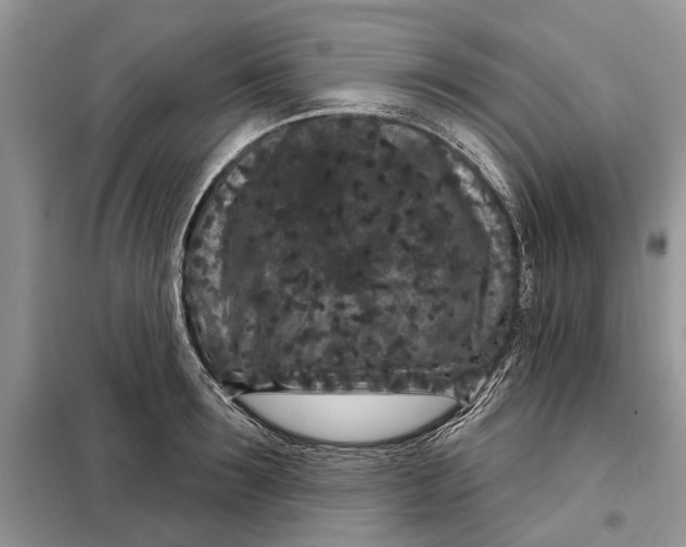 X0000097950899200804071002