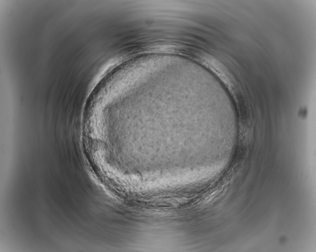 X0000097950994200804071000