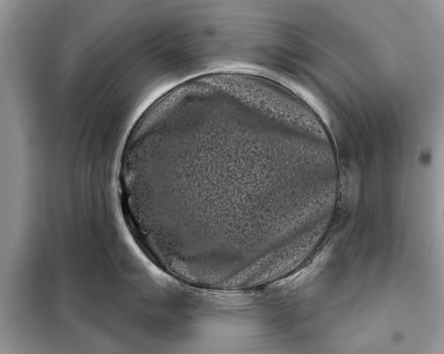 X0000097951007200804071000