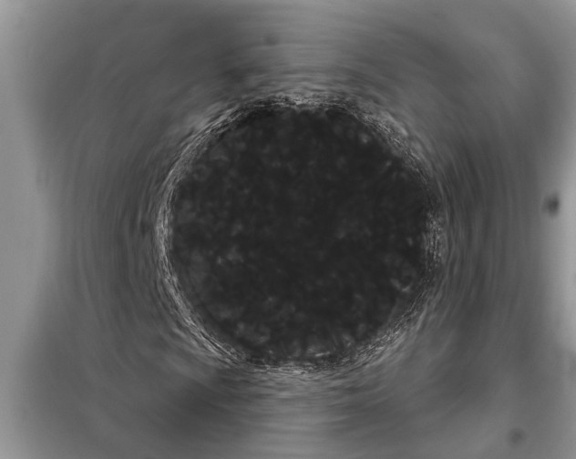 X0000097951009200804070959