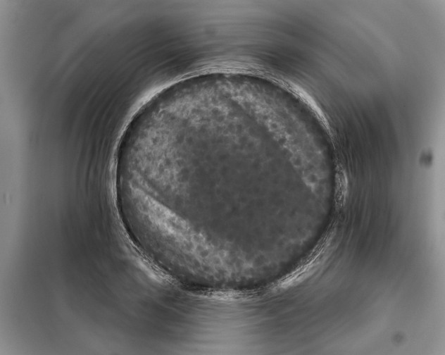 X0000097951035200804071000