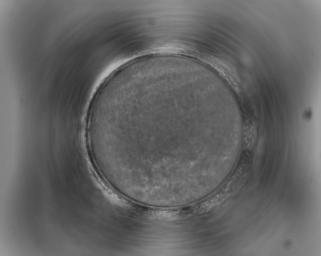 X0000097951086200804070959