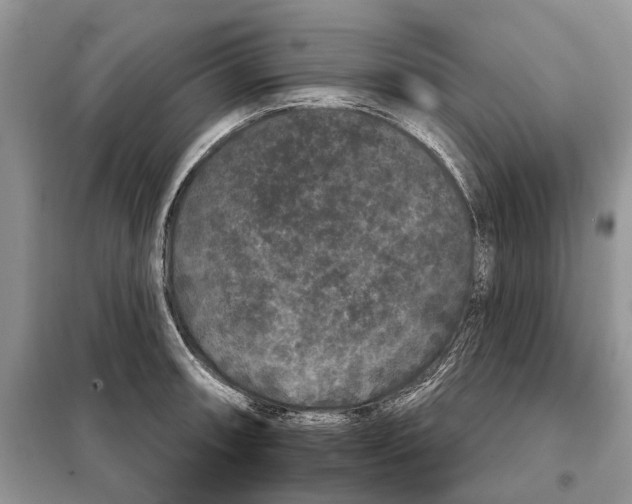 X0000097951090200804070959