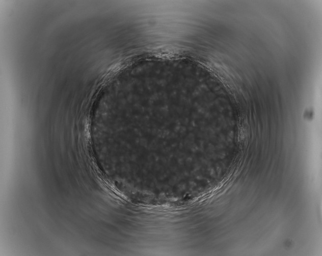 X0000097951106200804070958