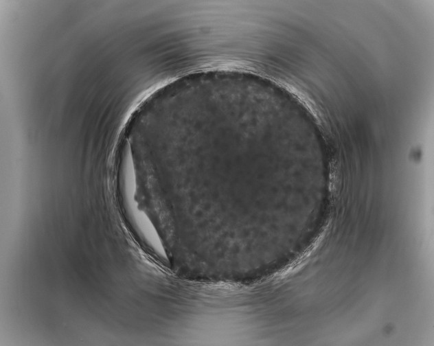 X0000097951117200804070958