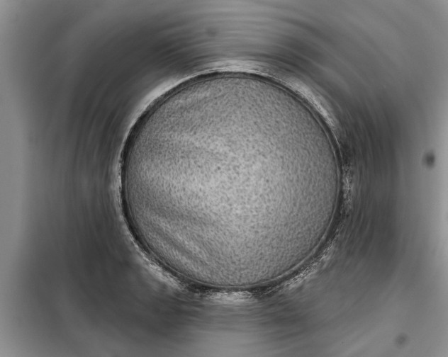X0000097951133200804070958
