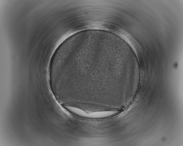 X0000097951141200804070958