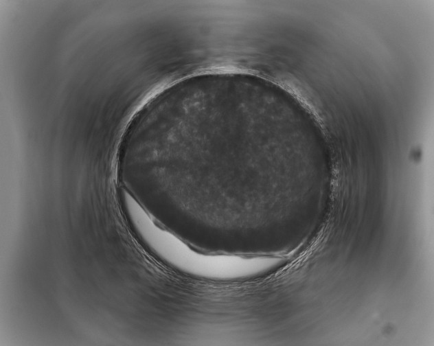 X0000097951173200804070957
