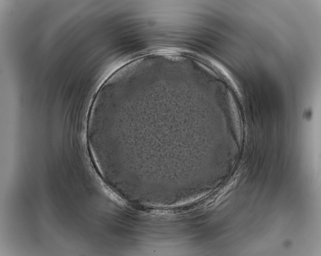 X0000097951194200804070957