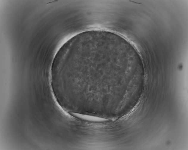X0000097951239200804070957