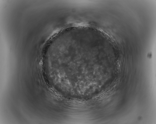 X0000097951254200804070956