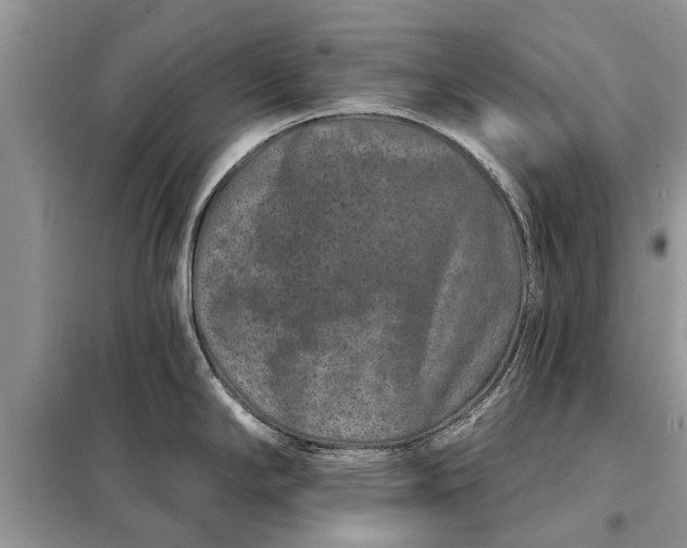 X0000097951294200804070955