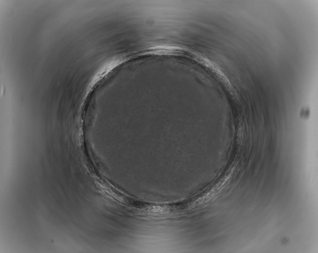 X0000097951362200804070954