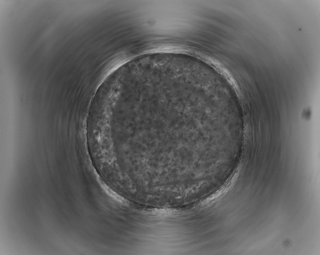 X0000097951425200804070953