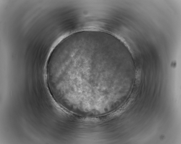 X0000097951466200804070952