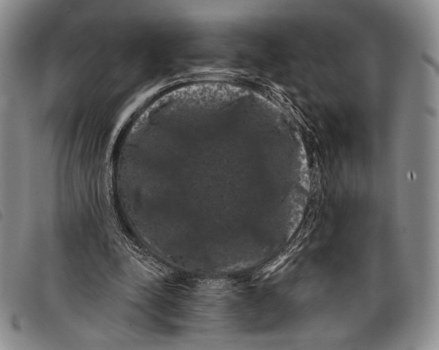 X0000097950342200804141009