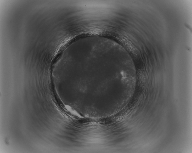 X0000097950496200804141007