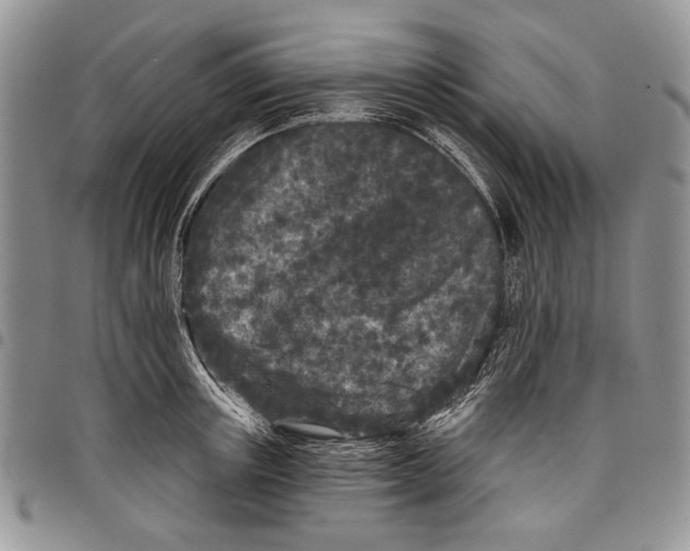 X0000097950851200804141001