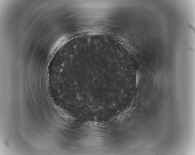 X0000097950339200804211042