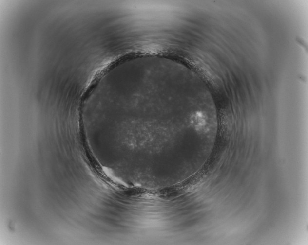 X0000097950496200804211040