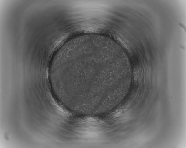 X0000097950637200804211037
