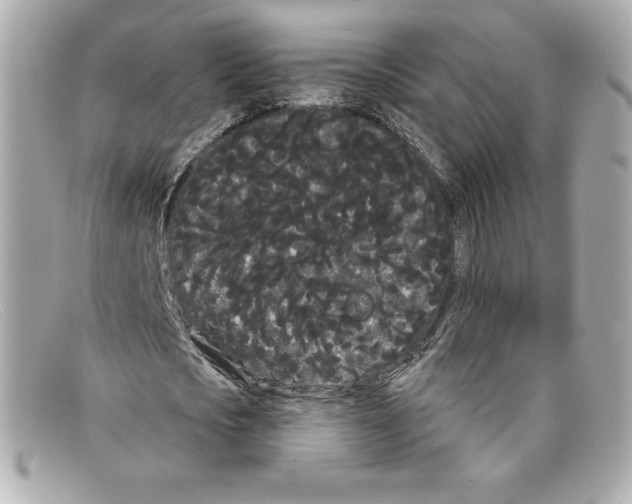 X0000097950721200804211035