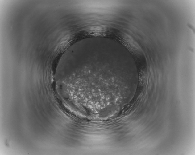 X0000097950748200804211036