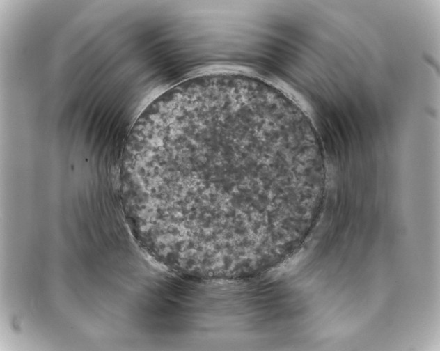 X0000097950953200804211033