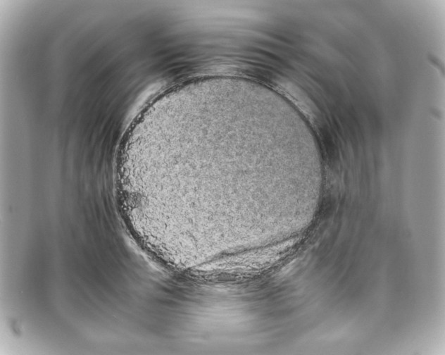 X0000097950994200804211031